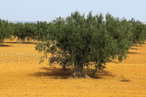 Olivenbäume in Andalusien spanisches Olivenöl 480x320