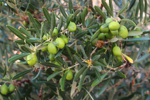 Reife Oliven vor der Ernte spanisches Olivenöl 480x320